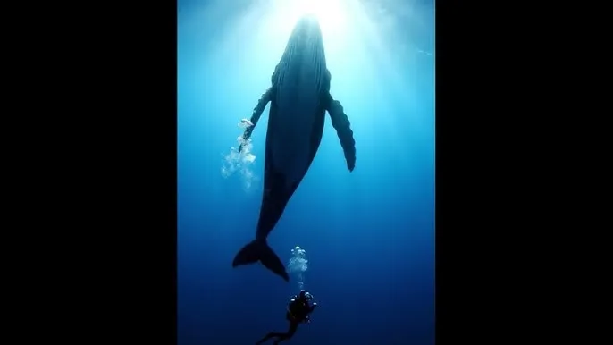 好男人免费观看视频高清完整版 - 深蓝星球：探索海洋深处的未知世界